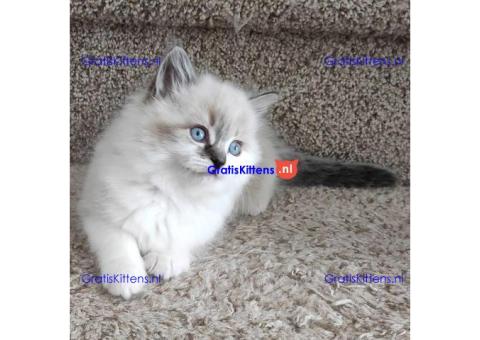 Ragdoll-kittens beschikbaar