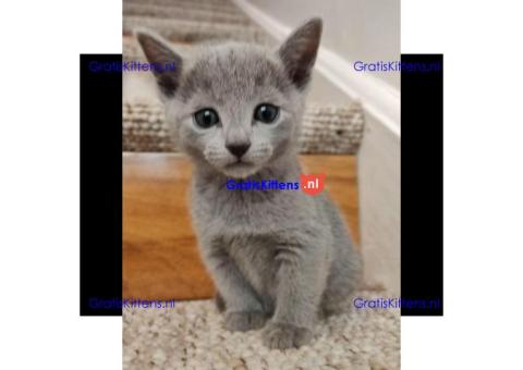 Russisch blauw kitten, volledige stamboompapieren
