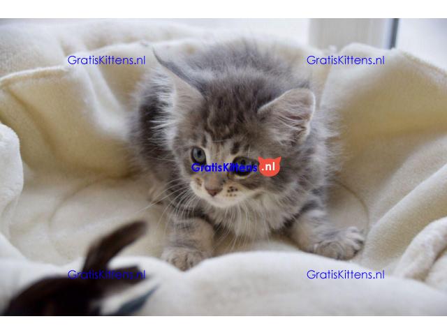 Mooie Maine Coon-kittens te koop