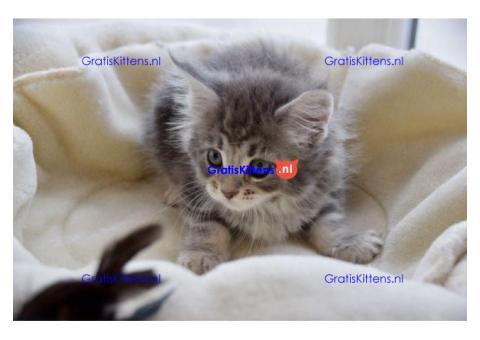 Mooie Maine Coon-kittens te koop
