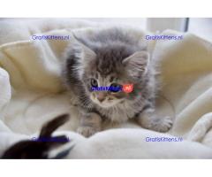 Mooie Maine Coon-kittens te koop