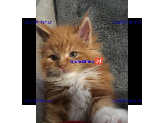 Mooie Maine Coon-kittens te koop