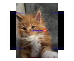 Mooie Maine Coon-kittens te koop