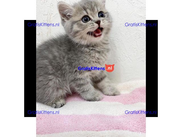 Prachtige Scottish Fold-kittens klaar voor een nieuw huis