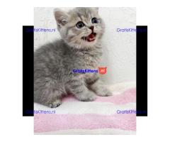 Prachtige Scottish Fold-kittens klaar voor een nieuw huis