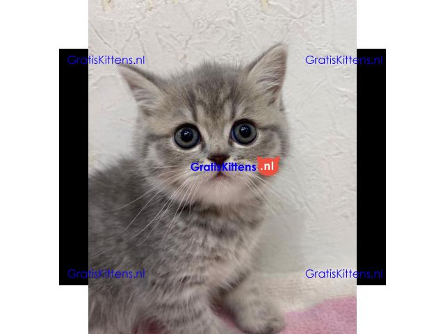 Prachtige Scottish Fold-kittens klaar voor een nieuw huis