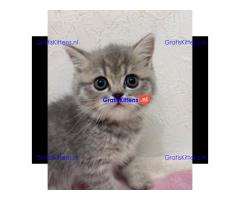 Prachtige Scottish Fold-kittens klaar voor een nieuw huis