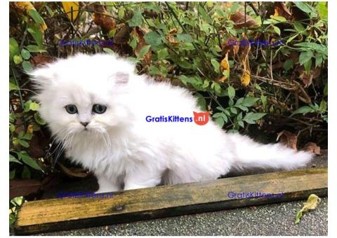 Perzische kittens voor het zoeken naar een nieuw thuis