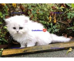 Perzische kittens voor het zoeken naar een nieuw thuis