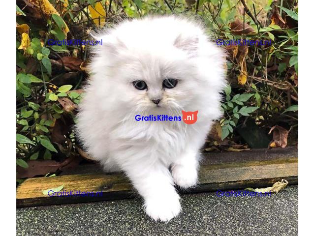 Perzische kittens voor het zoeken naar een nieuw thuis