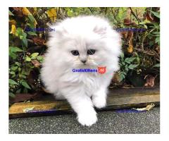 Perzische kittens voor het zoeken naar een nieuw thuis
