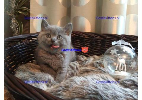 Brits Korthaar Kittens klaar om naar hun nieuwe thuis te gaan