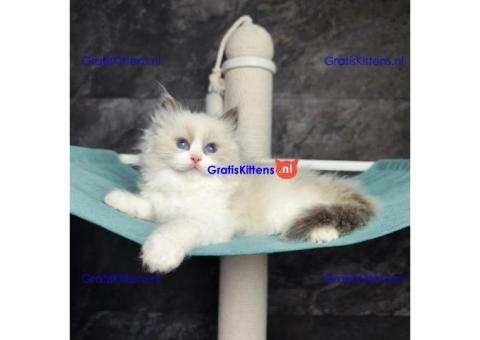 Ragdoll-kittens beschikbaar