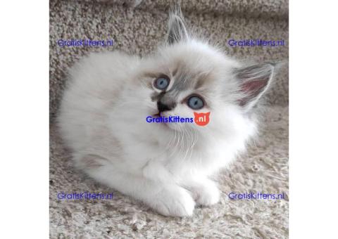 Schattige schattige beschikbare ragdoll-kittens te koop reuen en teven.