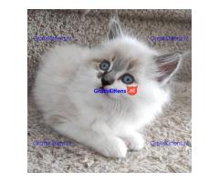 Schattige schattige beschikbare ragdoll-kittens te koop reuen en teven.