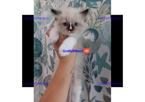 Ragdoll-kitten te koop