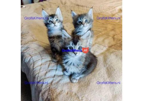 Maine coon kittens te koop bij mij in de buurt