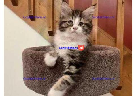 Pluizige maine coon-kittens