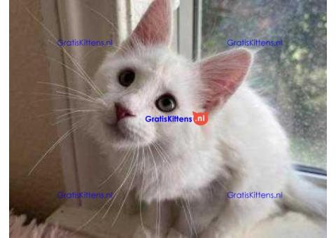 Witte maine coon-kittens