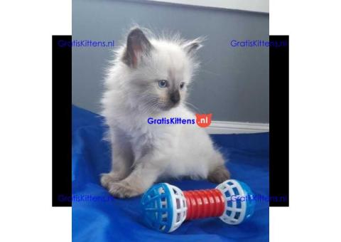Witte maine coon-kittens