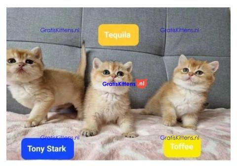 Stamboom Golden shaded kittens