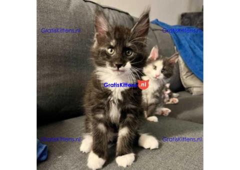 Gesocialiseerde mannelijke maine coon kittens