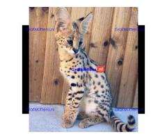 Prachtige F1 Savannah-kittens