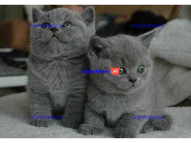 Brits korthaar klaar