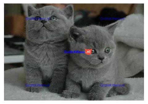 Brits korthaar klaar