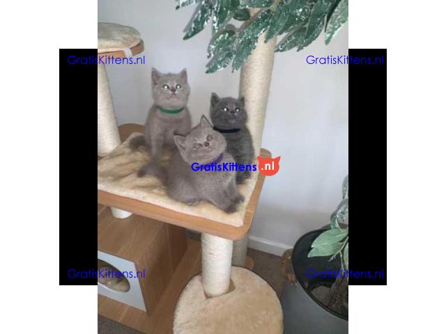 Brits korthaar klaar