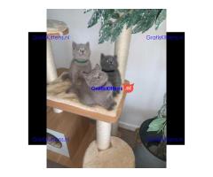 Brits korthaar klaar