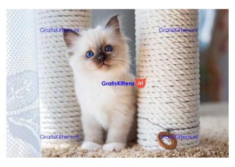 Schattige Ragdoll-kittens ter adoptie