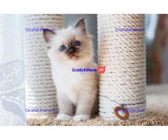 Schattige Ragdoll-kittens ter adoptie