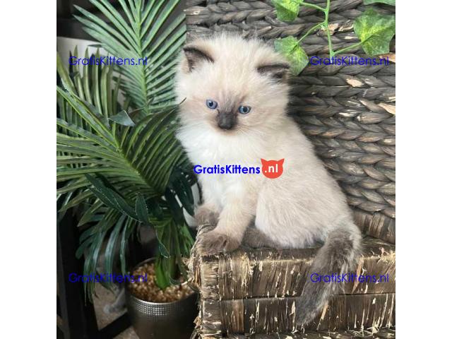 Schattige Ragdoll-kittens ter adoptie