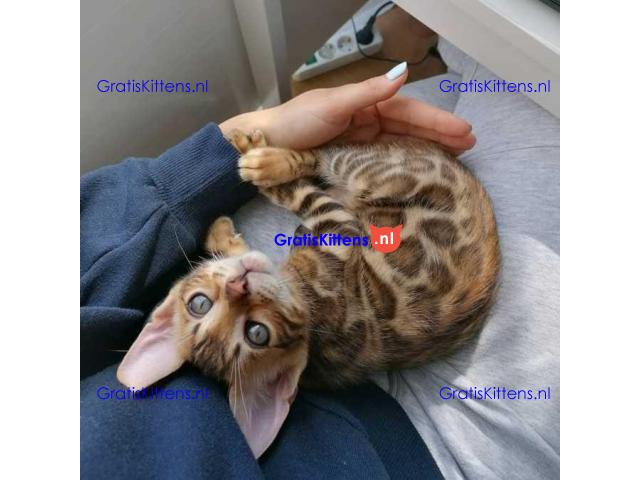 Gezonde Bengaalse kittens