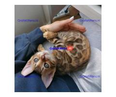 Gezonde Bengaalse kittens