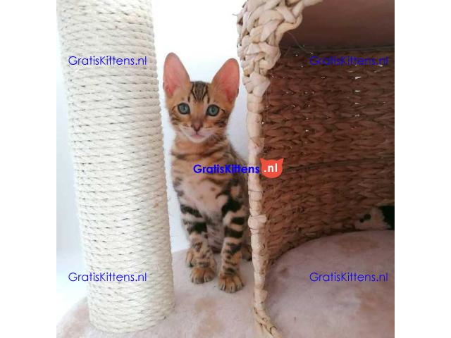 Gezonde Bengaalse kittens