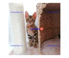 Gezonde Bengaalse kittens