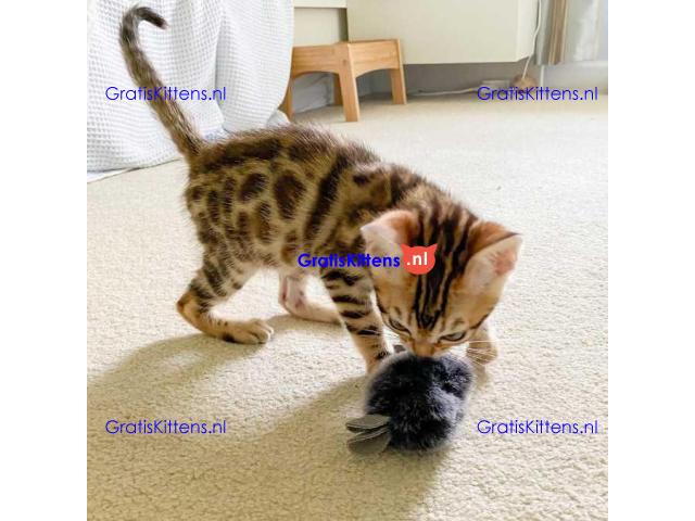 Lieve Bengaalse sS kittens kk Bengaalse kittens