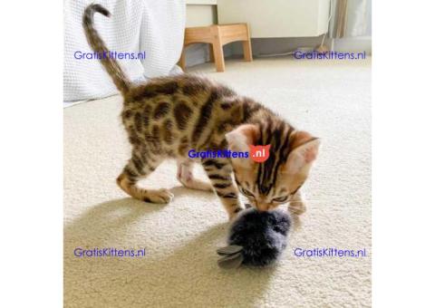 Lieve Bengaalse sS kittens kk Bengaalse kittens