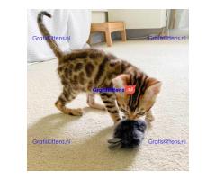 Lieve Bengaalse sS kittens kk Bengaalse kittens