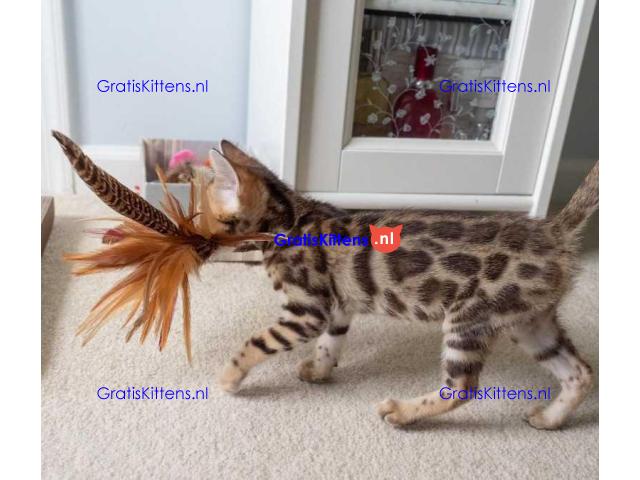 Lieve Bengaalse sS kittens kk Bengaalse kittens