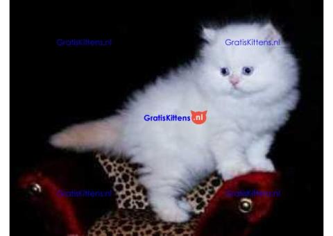 Perzisch Chinchilla-katje