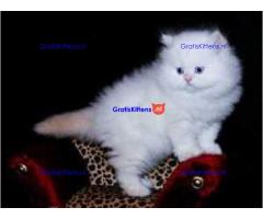 Perzisch Chinchilla-katje