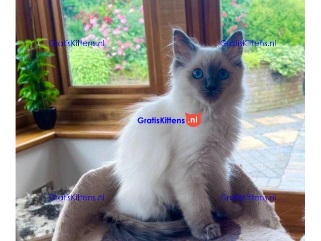 LUXE STAMBOOM VROUWELIJKE RAGDOLL