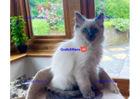 LUXE STAMBOOM VROUWELIJKE RAGDOLL