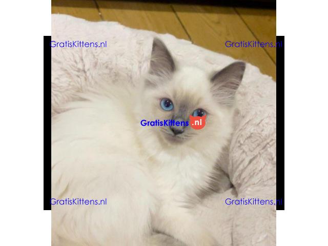 LUXE STAMBOOM VROUWELIJKE RAGDOLL