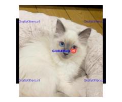 LUXE STAMBOOM VROUWELIJKE RAGDOLL