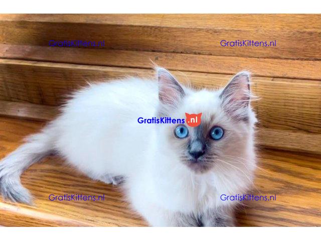 LUXE STAMBOOM VROUWELIJKE RAGDOLL