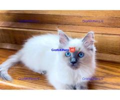 LUXE STAMBOOM VROUWELIJKE RAGDOLL